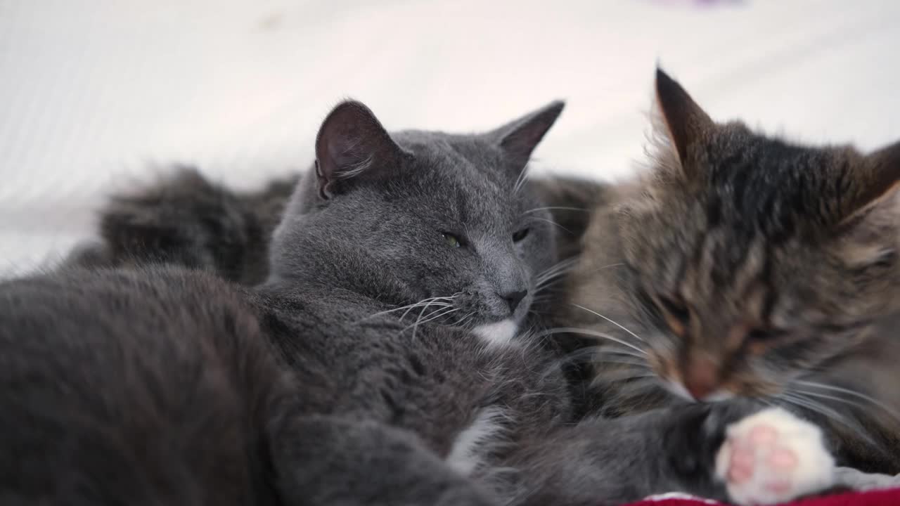 两只猫依偎在一起。猫的夫妇。可爱的国内虎斑猫友好的拥抱躺在床上。2小猫一起洗，有友谊。猫咪休息，依偎。快乐美丽的宠物在爱的拥抱视频素材