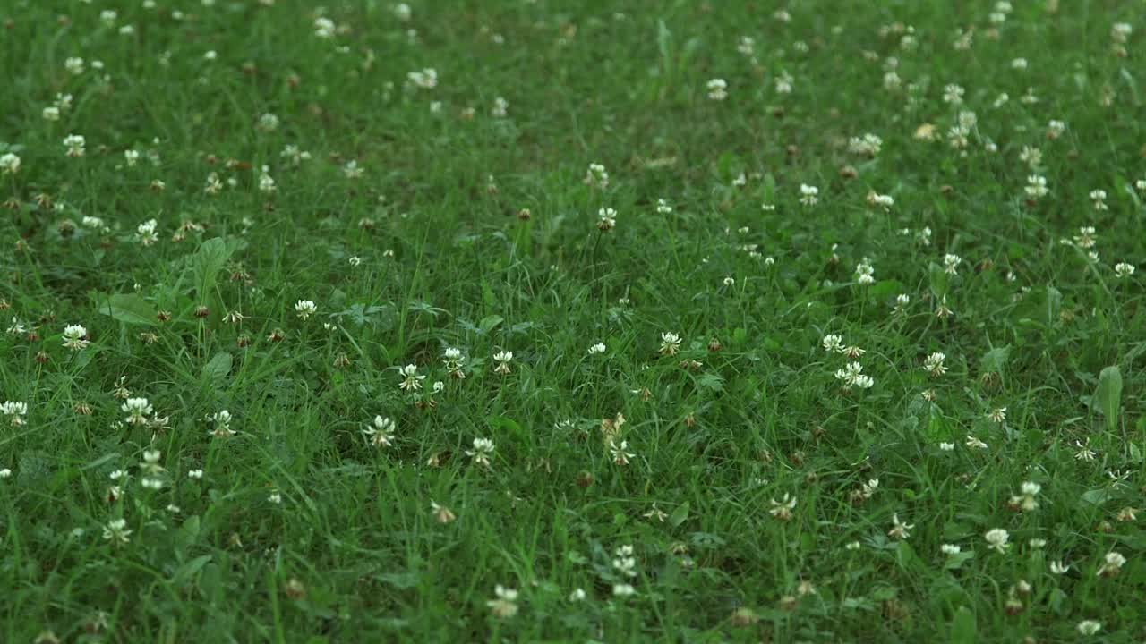 盛开着白三叶草的草地视频素材