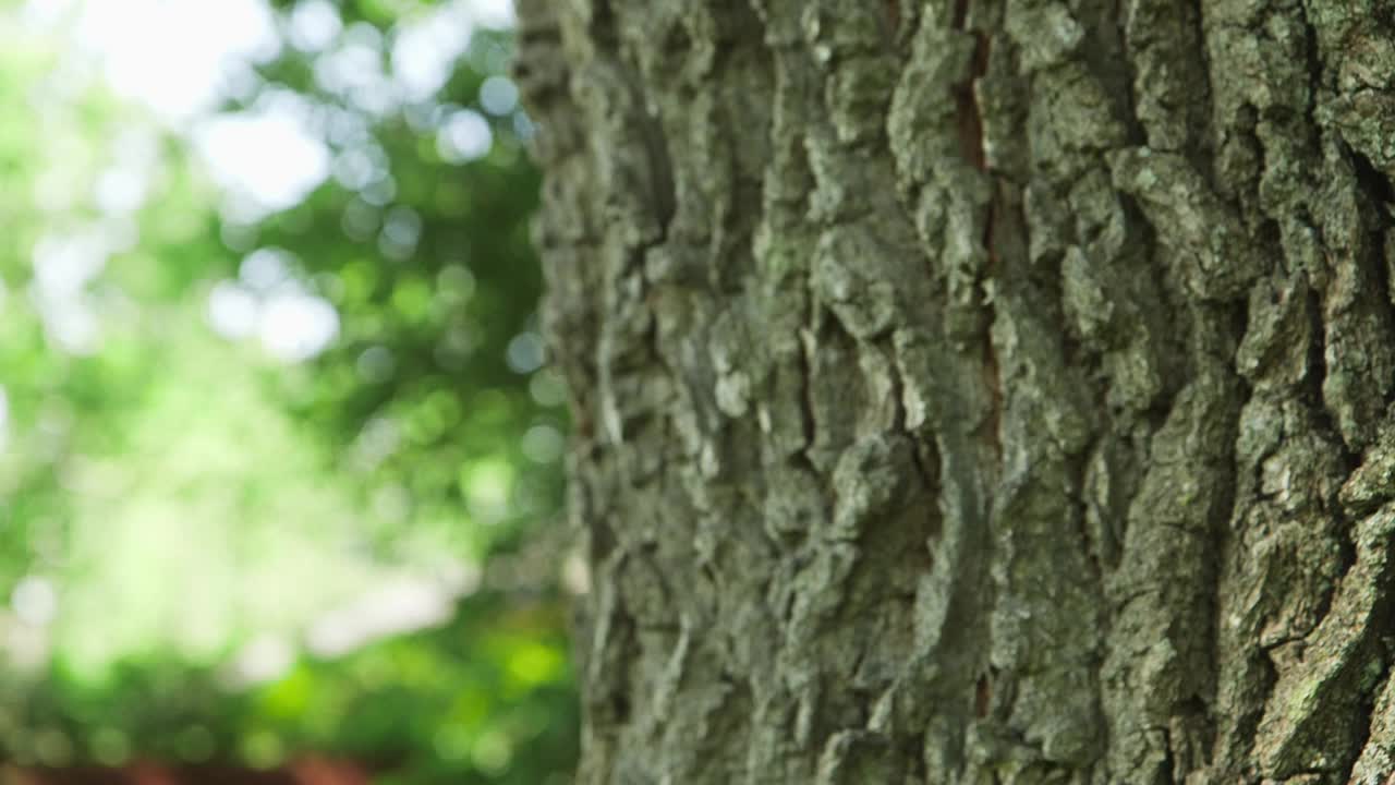 一棵巨大橡树的树干和树皮填满了整个框架视频素材