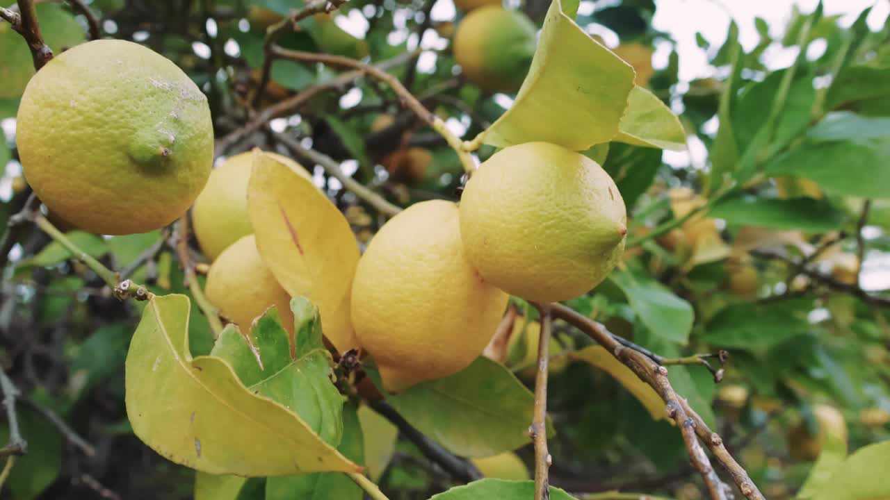 在阳光下悬挂柠檬，非常适合烹饪。把柠檬挂在花园里，非常适合做饮料和甜点。新鲜的柠檬，很适合做装饰和腌料。视频素材