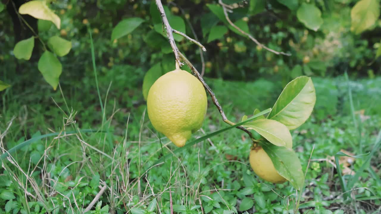 阳光下成熟的柠檬是烹饪的理想选择。充满活力的成熟柠檬适合各种口味的饮料和甜点。新鲜成熟的柠檬枝，非常适合做装饰和烹饪卤汁视频素材