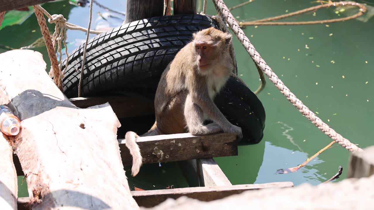 猴子导航障碍赛视频素材