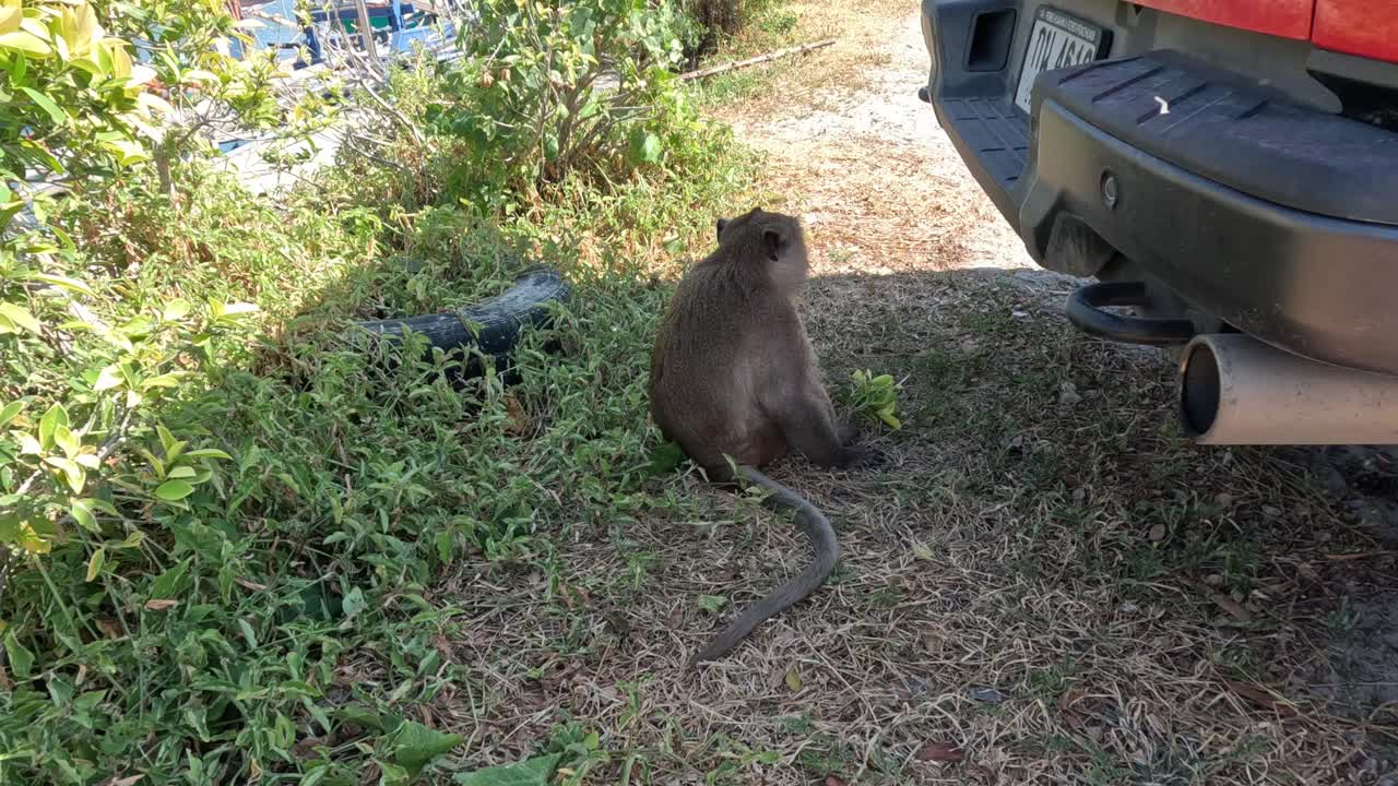 猴子在探索一辆停着的汽车视频素材