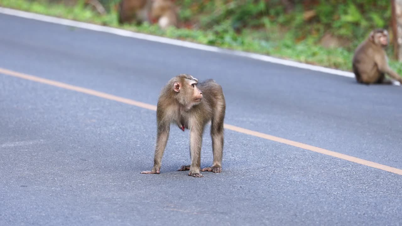 猴子小心过马路视频素材