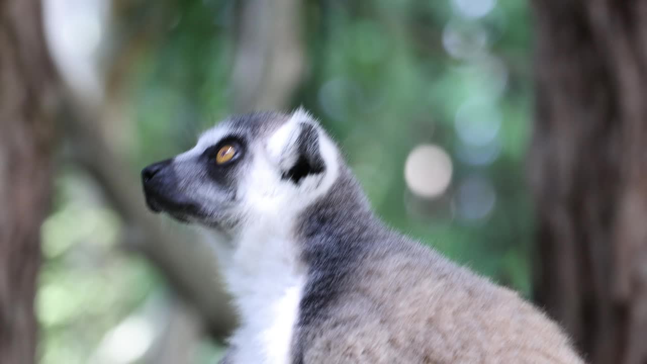 狐猴在森林中观察周围环境视频素材