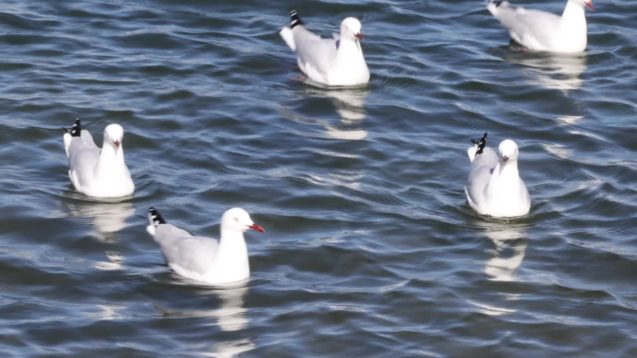 海鸥漂浮在温柔的波浪上视频素材