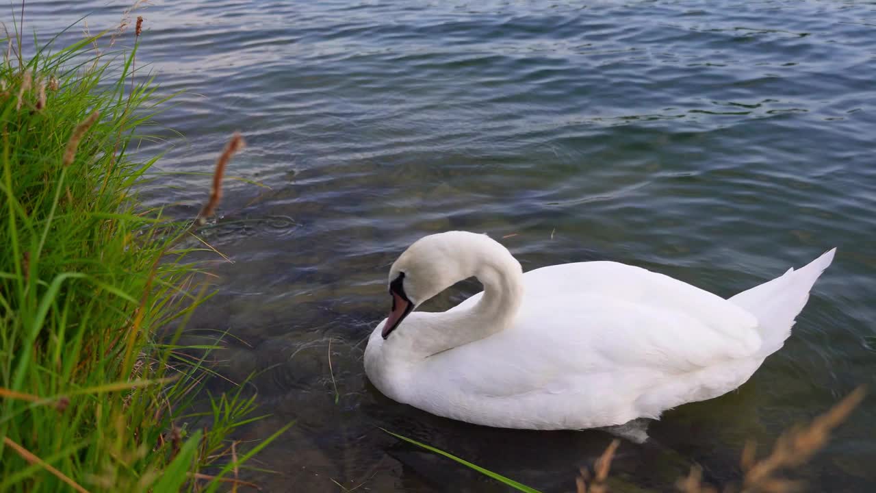 白天鹅(天鹅色)，漂浮在河岸上视频下载