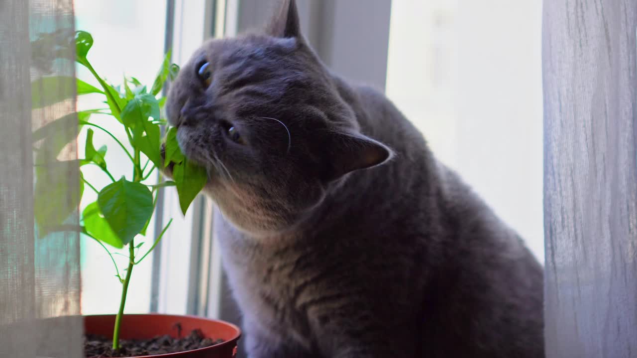 年轻的成年灰色英国短毛猫，黄色的眼睛，正在吃一棵年轻的辣椒树的叶子。视频下载