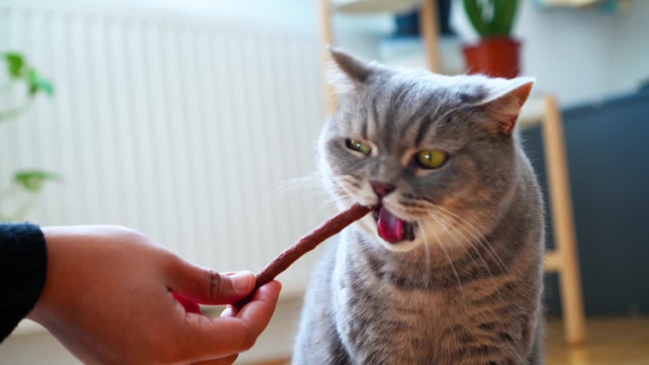 一只黄眼睛的成年灰短毛猫正在吃主人手里的一根棍子上的零食。视频下载