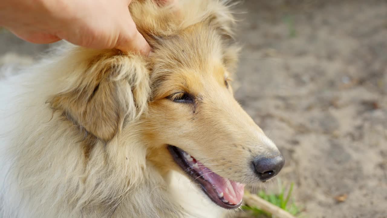 纯种粗毛牧羊犬，特写，喜欢用温柔的手抚摸头部视频素材