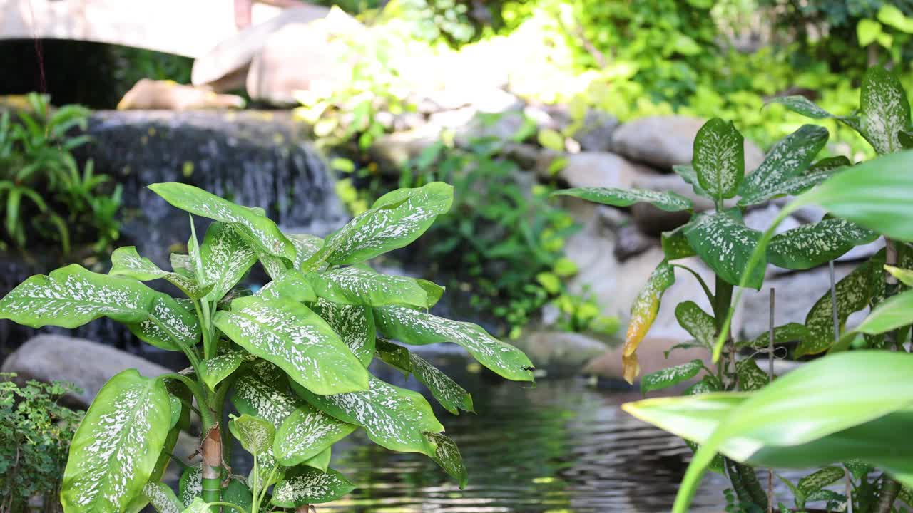 宁静的瀑布花园延时拍摄视频素材