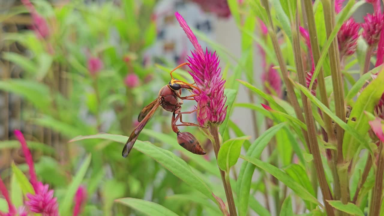 采蜜黄蜂。印度视频素材