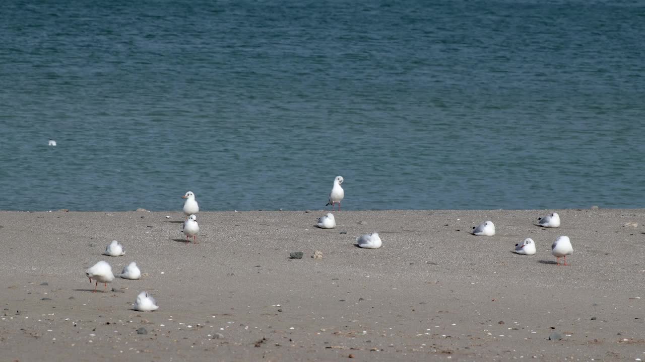 海鸥了解自己在海上的处境视频素材