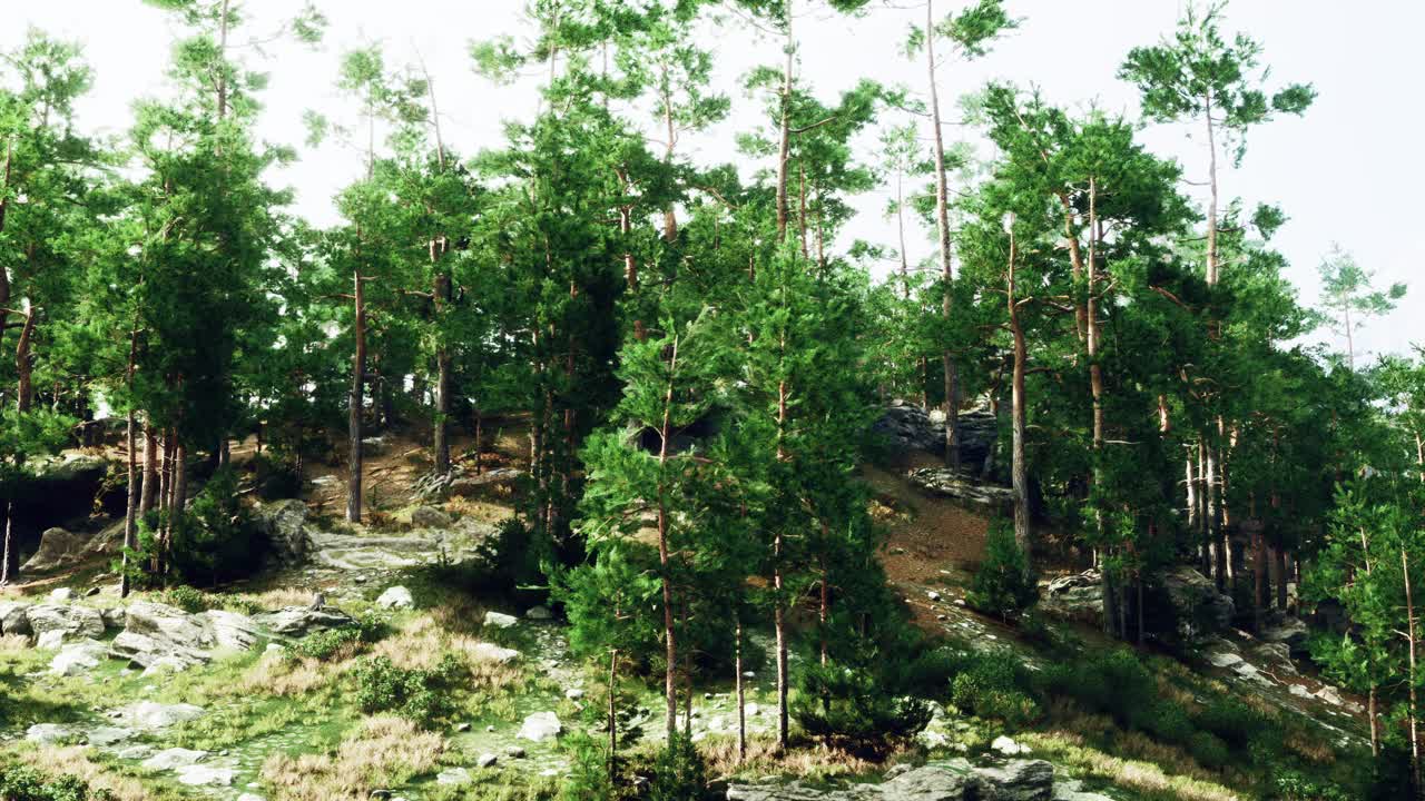 一个宁静的风景，树木在一个充满活力的绿色小山上视频素材