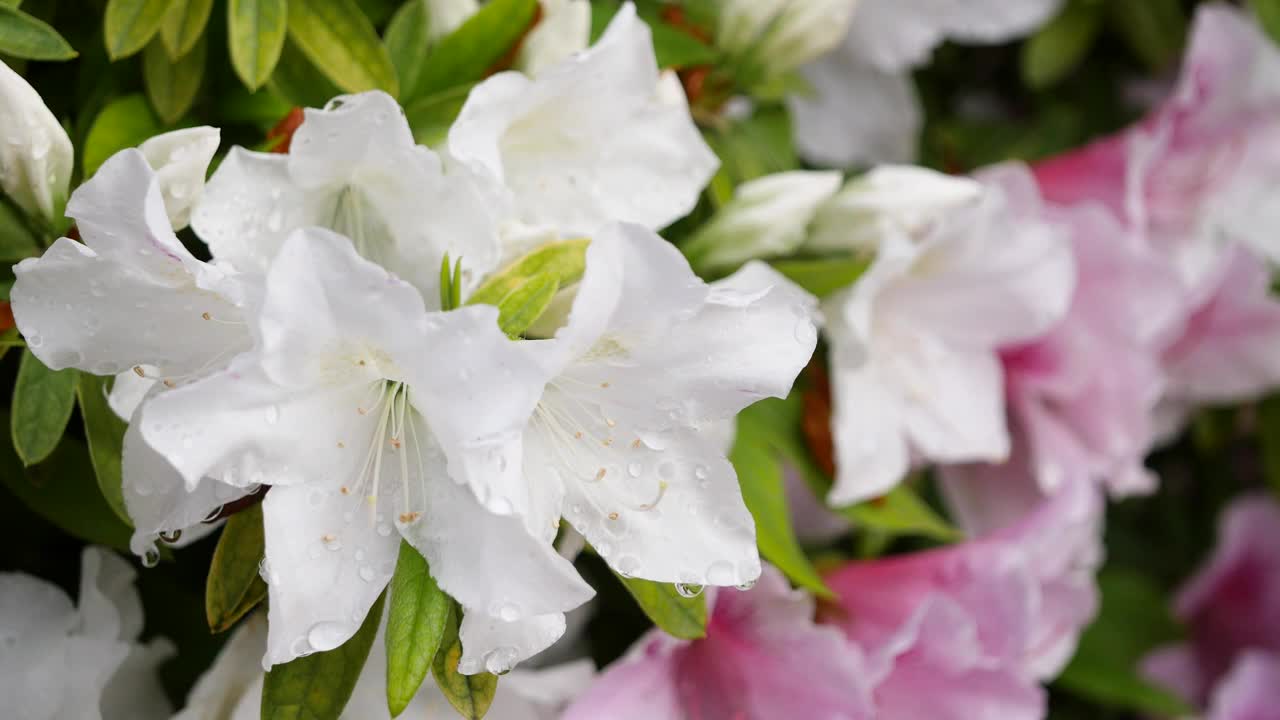 白色杜鹃花和雨滴的视频。春天的风景。视频素材