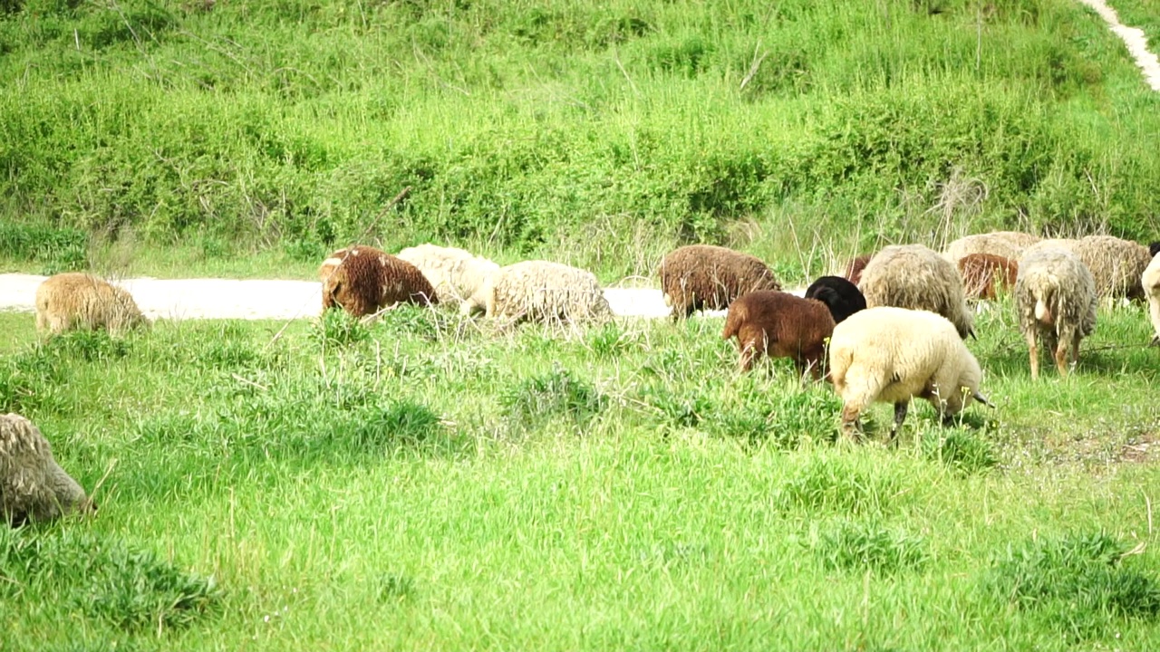 一群羊在一片青翠的夏日田野上吃草。几只黑色、棕色和白色的羊正在草地上吃草。毛茸茸的羔羊一起漫步，它们是用来吃肉的动物。农村农业视频素材