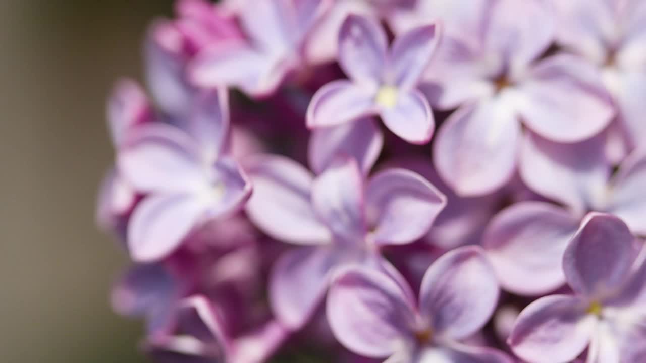 丁香花，特写慢镜头视频素材