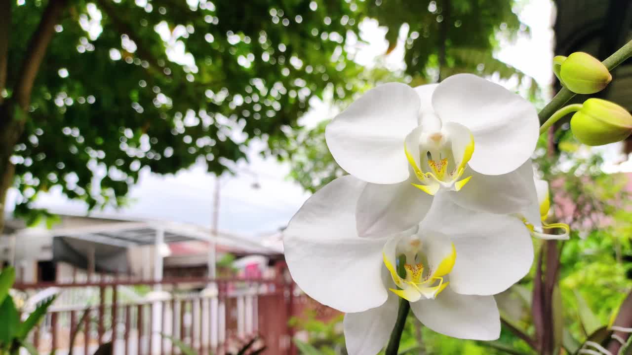 自然背景，美丽的蝴蝶兰兰花花。视频素材