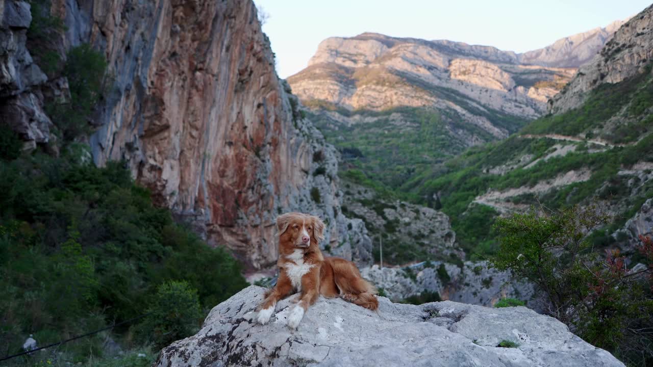 一只泰然自若的新斯科舍鸭鸣猎犬在山间小径上。大自然中的友谊之旅视频素材