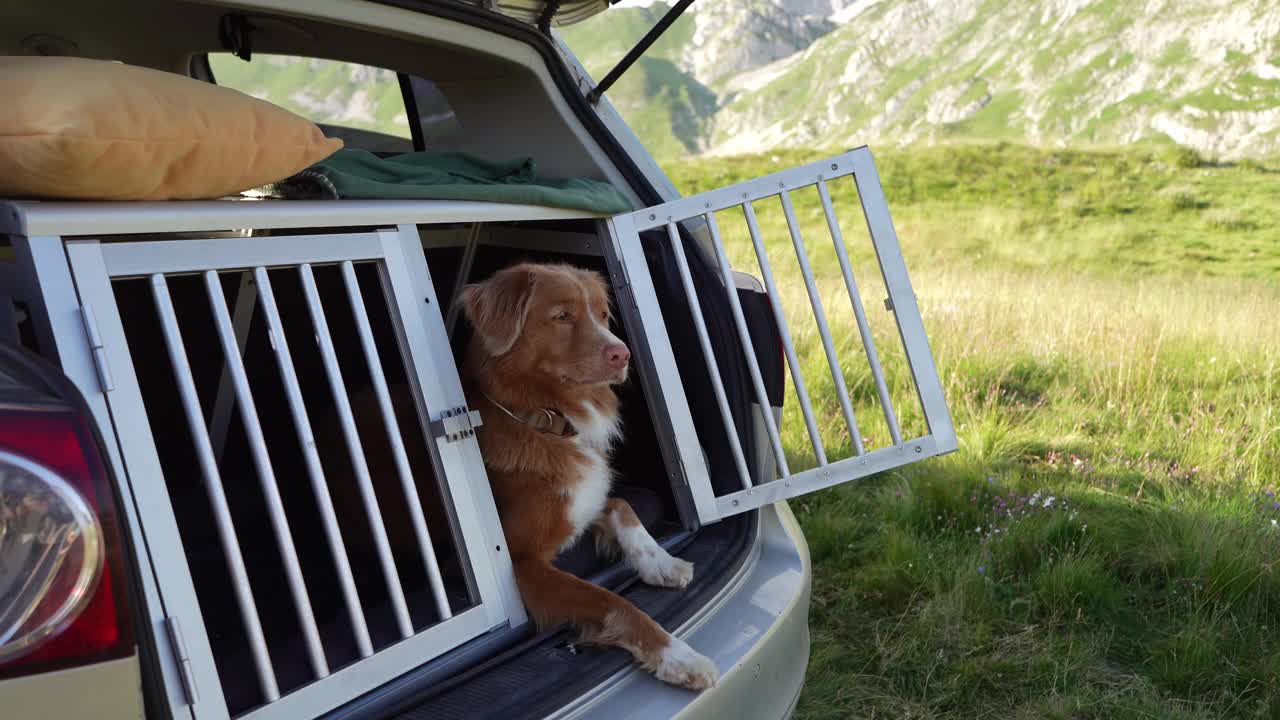 一只新斯科舍鸣鸭猎犬从车里向外凝视，山野在远处展开。视频素材