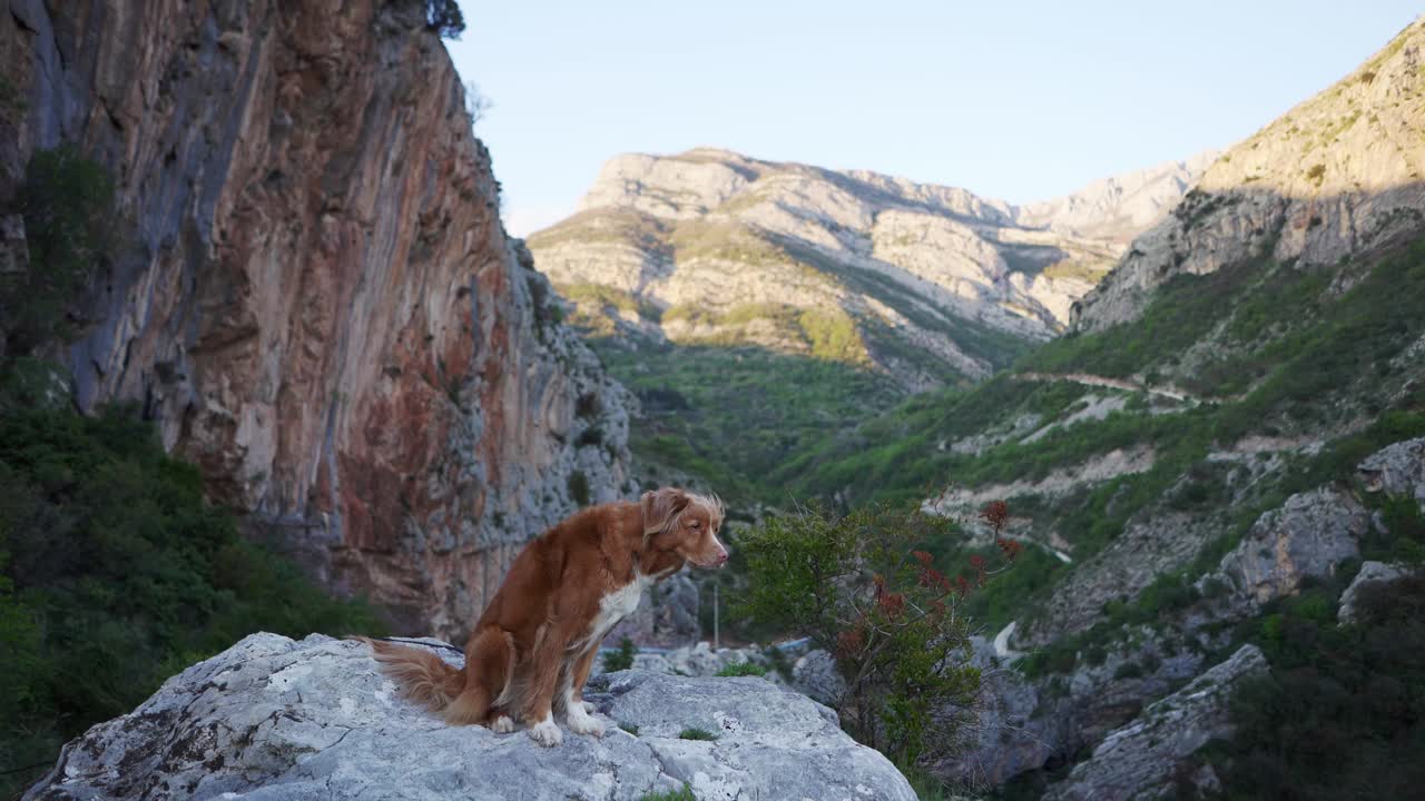 一只泰然自若的新斯科舍鸭鸣猎犬在山间小径上。大自然中的友谊之旅视频素材