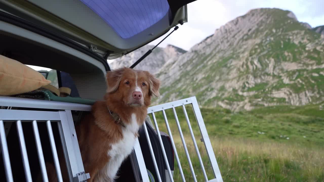 一只新斯科舍鸣鸭猎犬从车里向外凝视，山野在远处展开。视频素材