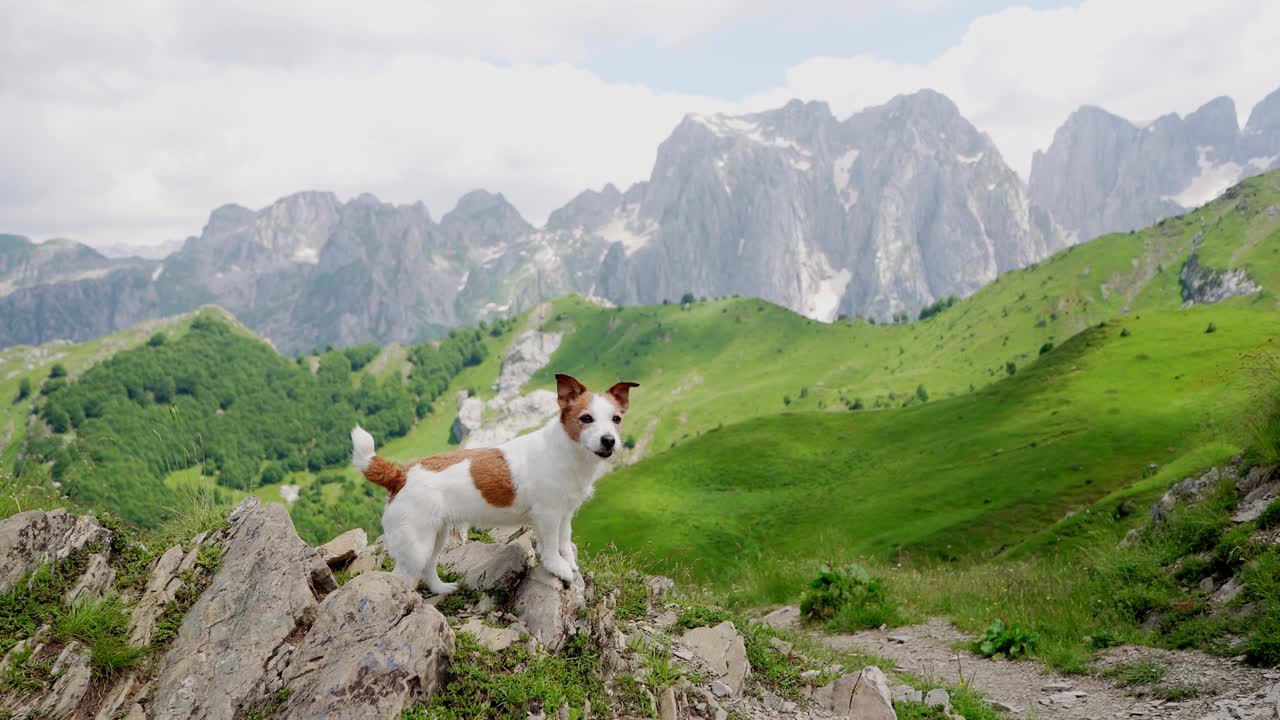 一只杰克罗素梗犬警觉地站在高山草地上，这一幕反映了狗在高山自然壮丽中的冒险精神视频素材