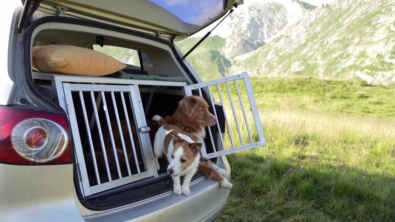 一只新斯科舍鸣鸭猎犬从车里向外凝视，山野在远处展开。视频素材