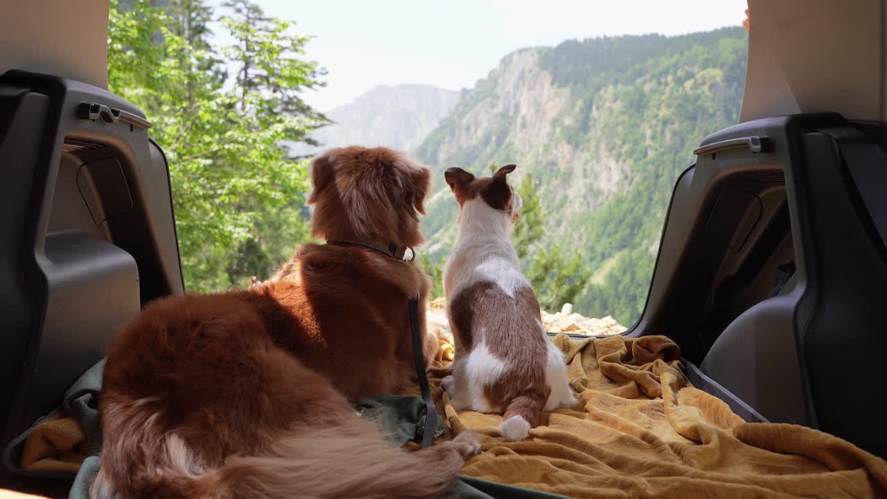 一只新斯科舍鸭鸣猎犬和一只杰克罗素梗并排坐在汽车后座上视频素材