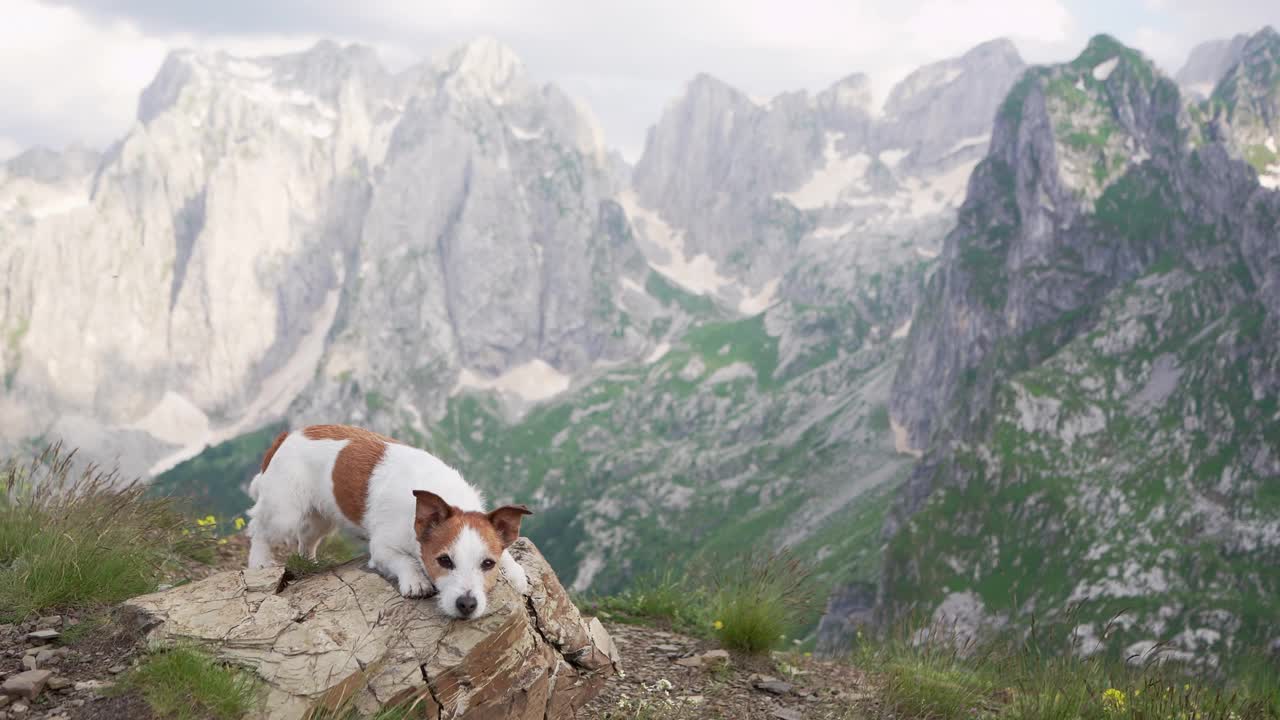 一只杰克罗素梗犬警觉地站在高山草地上，这一幕反映了狗在高山自然壮丽中的冒险精神视频素材