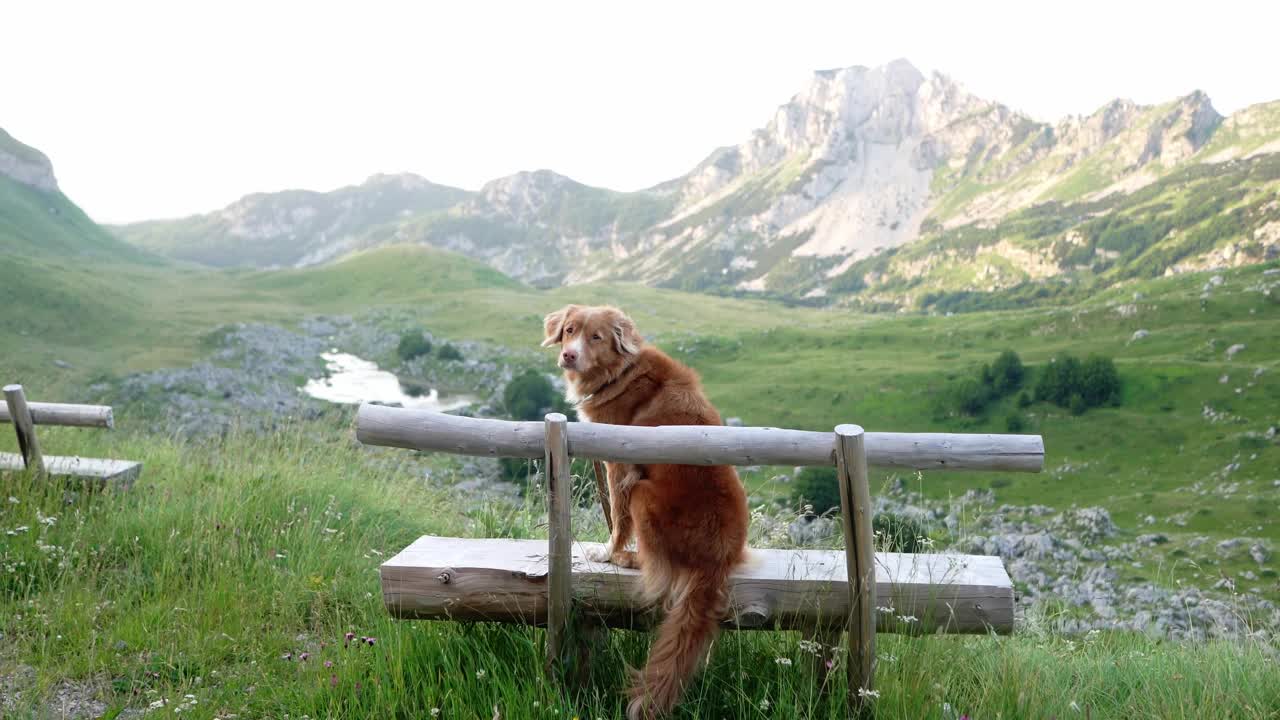 一只新斯科舍省的鸭子寻回犬坐在山上的长凳上，看着山谷视频素材