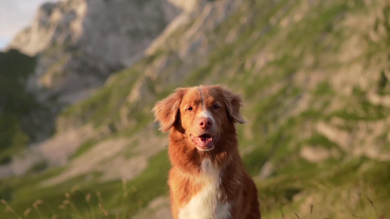 一只泰然自若的新斯科舍鸭鸣猎犬在山间小径上。大自然中的友谊之旅视频素材