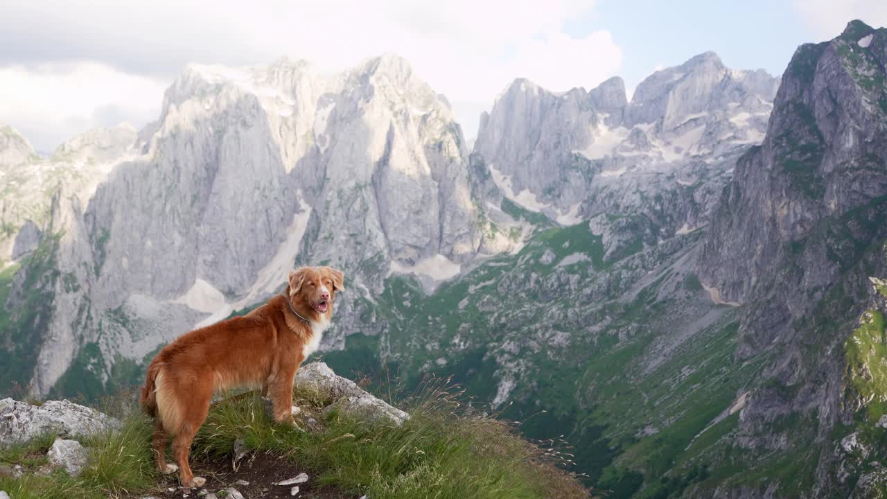 一只泰然自若的新斯科舍鸭鸣猎犬在山间小径上。大自然中的友谊之旅视频素材