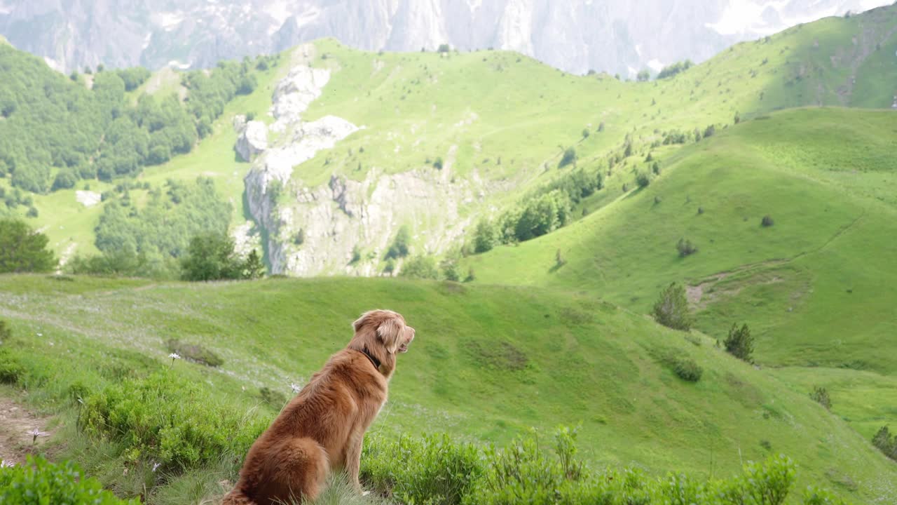 一只泰然自若的新斯科舍鸭鸣猎犬在山间小径上。大自然中的友谊之旅视频素材