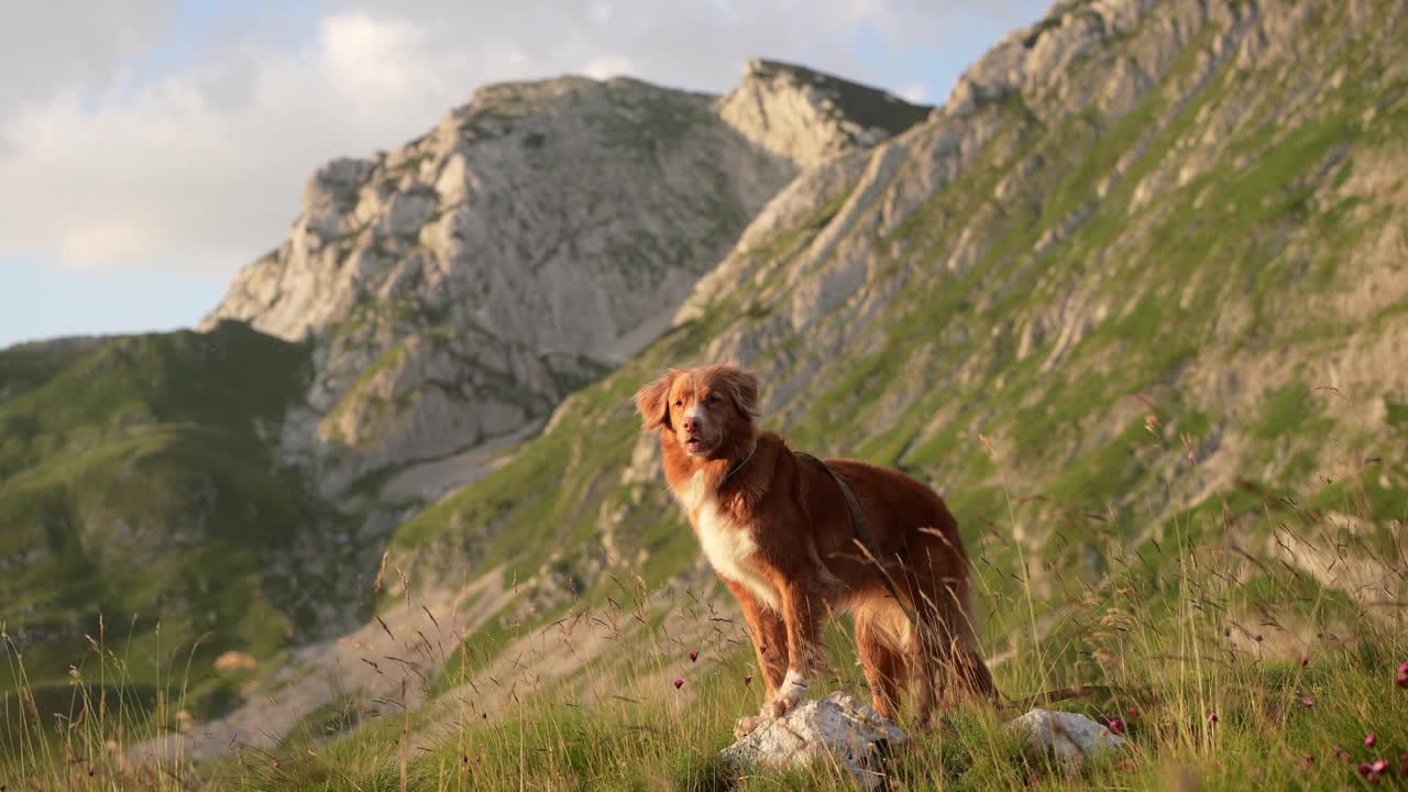 一只泰然自若的新斯科舍鸭鸣猎犬在山间小径上。大自然中的友谊之旅视频素材