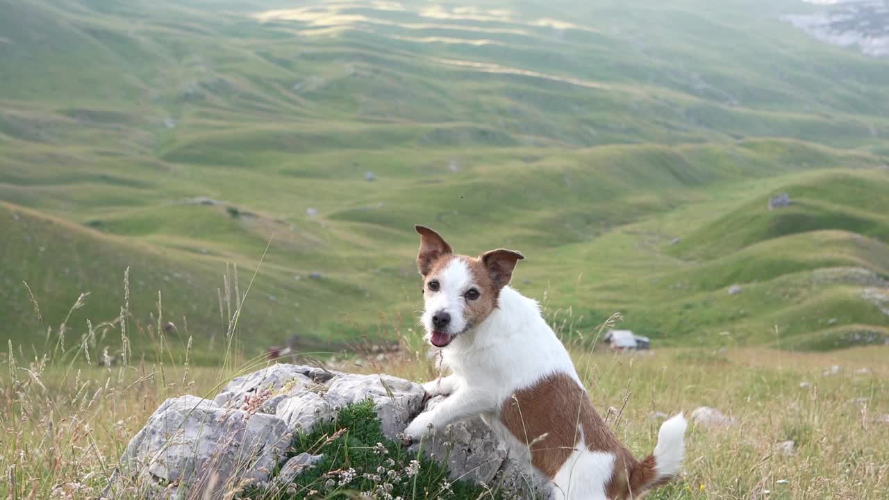 一只杰克罗素梗犬警觉地站在高山草地上，这一幕反映了狗在高山自然壮丽中的冒险精神视频素材