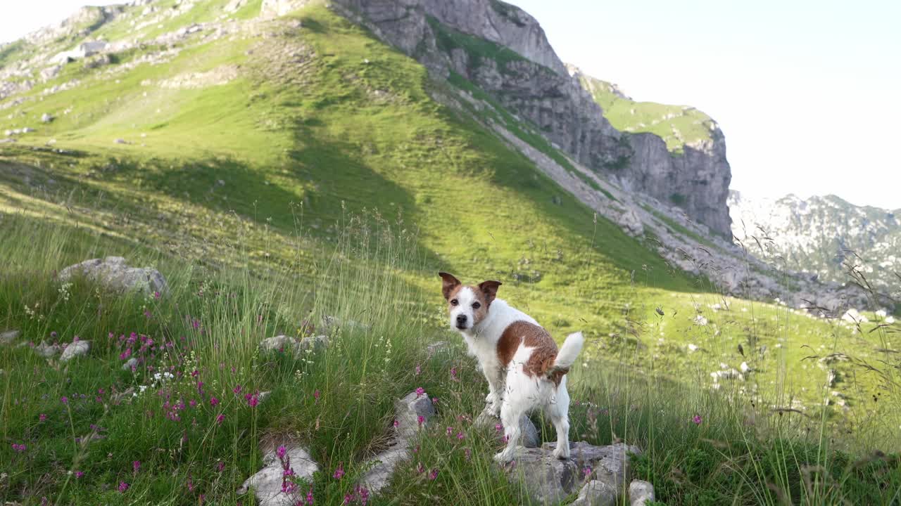 一只杰克罗素梗犬警觉地站在高山草地上，这一幕反映了狗在高山自然壮丽中的冒险精神视频素材