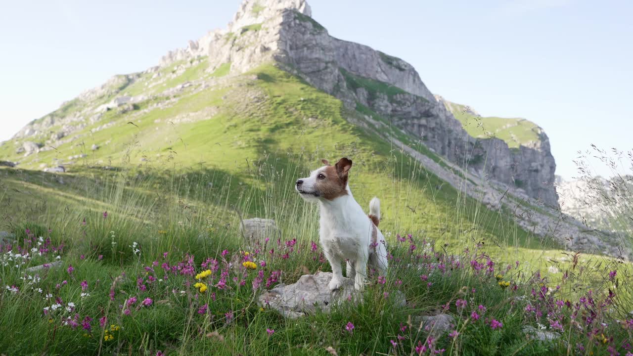 一只杰克罗素梗犬警觉地站在高山草地上，这一幕反映了狗在高山自然壮丽中的冒险精神视频素材