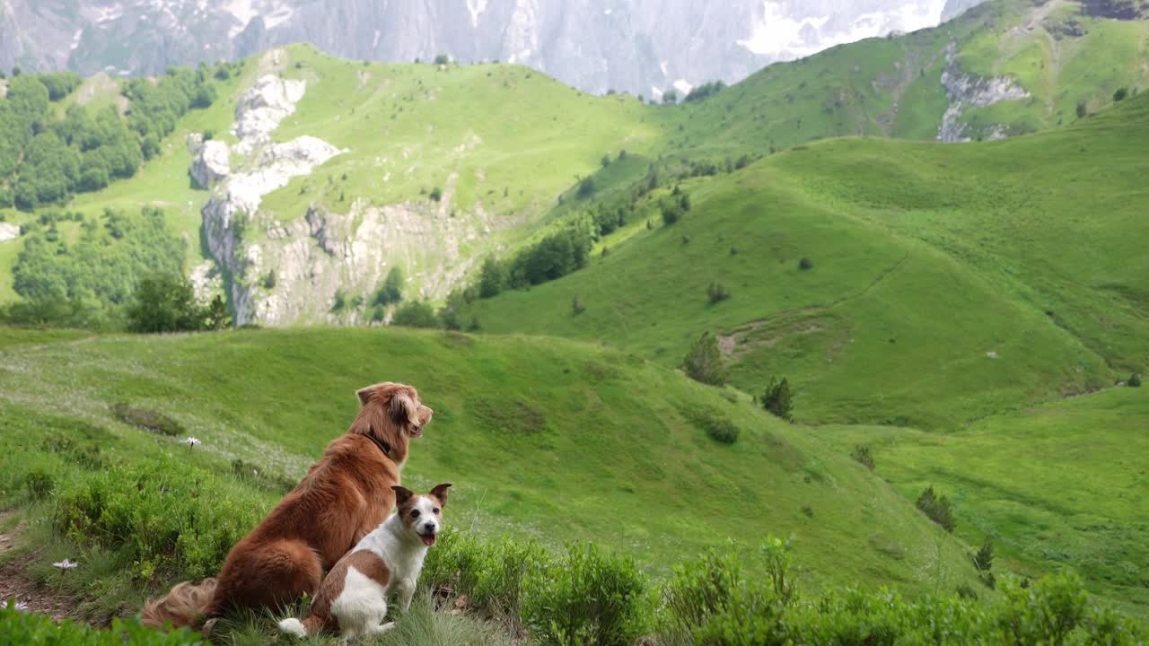 一只泰然自若的新斯科舍鸭鸣猎犬在山间小径上。大自然中的友谊之旅视频素材