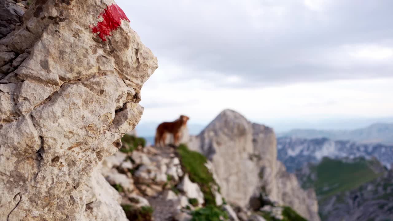 一只泰然自若的新斯科舍鸭鸣猎犬在山间小径上。大自然中的友谊之旅视频素材