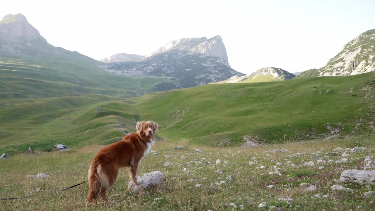 一只泰然自若的新斯科舍鸭鸣猎犬在山间小径上。大自然中的友谊之旅视频素材