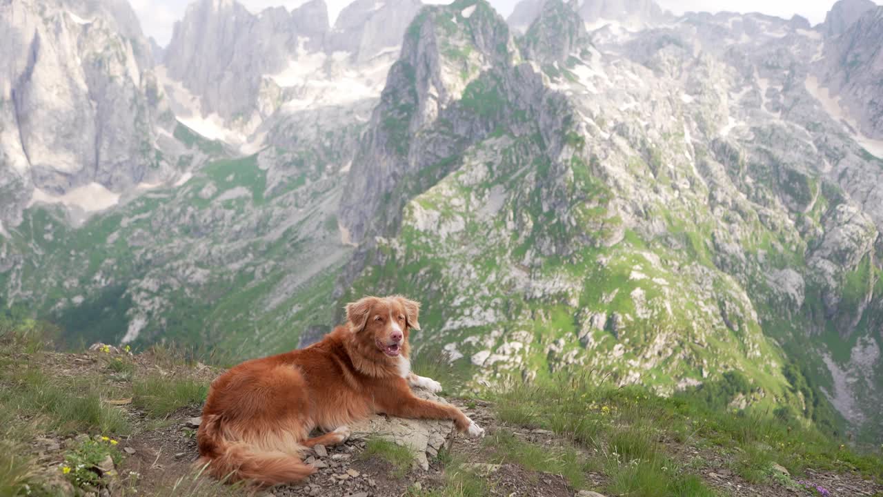 一只泰然自若的新斯科舍鸭鸣猎犬在山间小径上。大自然中的友谊之旅视频素材