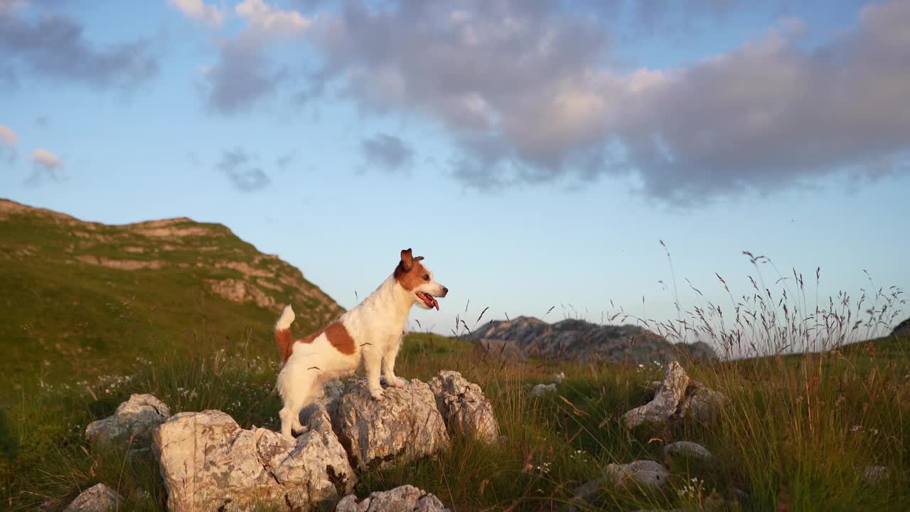 一只杰克罗素梗犬警觉地站在高山草地上，这一幕反映了狗在高山自然壮丽中的冒险精神视频素材