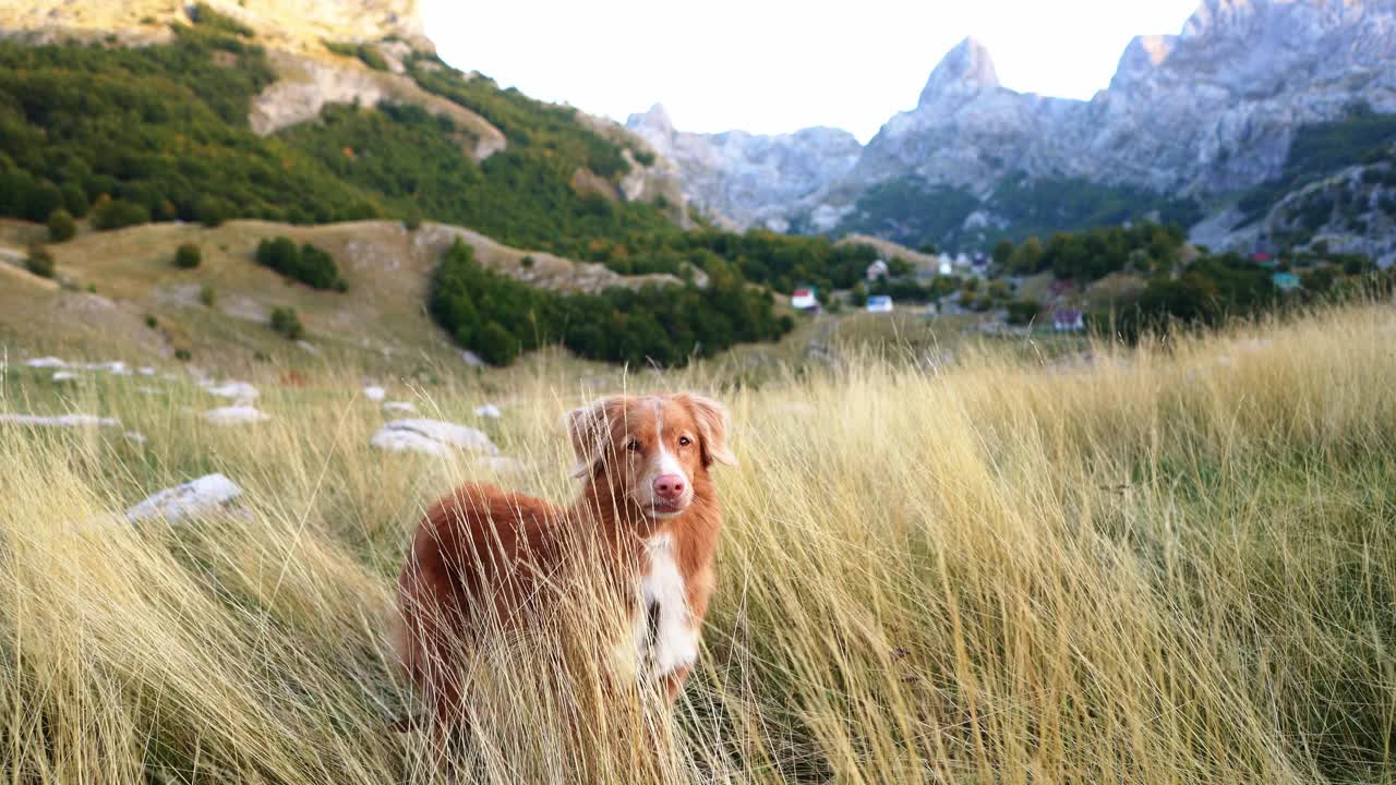 新斯科舍鸭鸣猎犬站在山上的草地上。视频素材