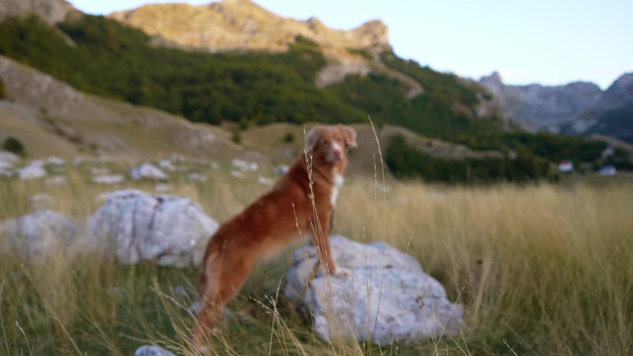 新斯科舍省鸭鸣猎犬站在荒野，体现了冒险。那条狗勘察山区地形视频素材