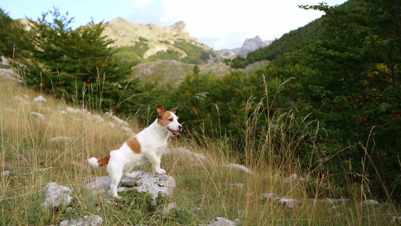 一只杰克罗素梗犬探索崎岖的山地地形。视频素材