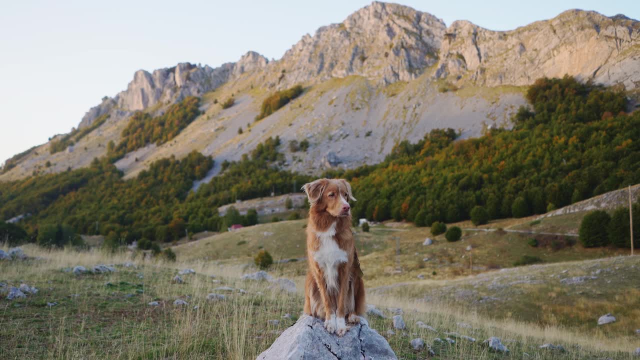 黄昏时分，新斯科舍省的一只寻回犬站在山顶上视频素材