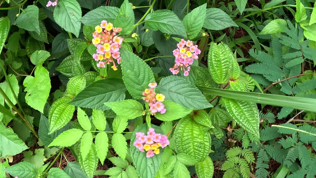 大鼠尾草(tahi ayam, sailara, tembelekan, common Lantana，大鼠尾草，野生鼠尾草，红鼠尾草，白鼠尾草，tick berry，西印度大鼠尾草，大鼠尾草)与自然背景。视频素材