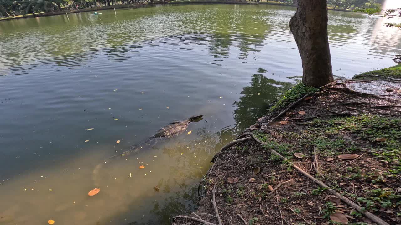 巨蜥在池塘里游泳视频素材