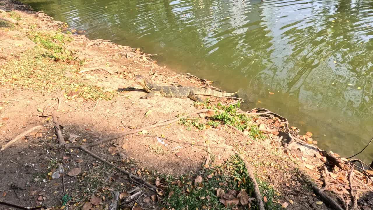 巨蜥在水边漫步视频素材